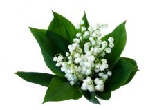 fete du muguet